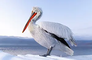 Lake Kerkini Prints: Dalmatian Pelican (Pelecanus crispus), Lake Kerkini, Northern Greece