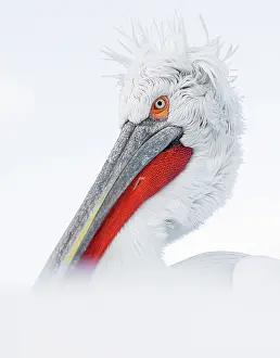 Lake Kerkini Prints: Dalmatian Pelican (Pelecanus crispus), Lake Kerkini, Northern Greece