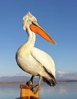 Lake Kerkini Prints: Dalmatian Pelican (Pelecanus crispus), Lake Kerkini, Northern Greece
