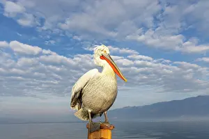 Lake Kerkini Prints: Dalmatian Pelican (Pelecanus crispus), Lake Kerkini, Northern Greece