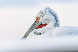 Lake Kerkini Prints: Dalmatian Pelican (Pelecanus crispus), Lake Kerkini, Northern Greece