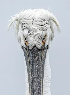 Lake Kerkini Prints: Dalmatian Pelican (Pelecanus crispus), Lake Kerkini, Northern Greece