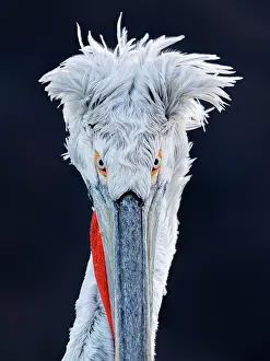 Lake Kerkini Prints: Dalmatian Pelican (Pelecanus crispus), Lake Kerkini, Northern Greece