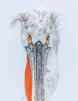 Lake Kerkini Prints: Dalmatian Pelican (Pelecanus crispus), Lake Kerkini, Northern Greece