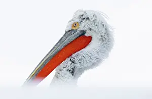Lake Kerkini Prints: Dalmatian Pelican (Pelecanus crispus), Lake Kerkini, Northern Greece