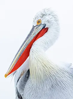 Lake Kerkini Prints: Dalmatian Pelican (Pelecanus crispus), Lake Kerkini, Northern Greece