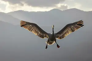 In Flight Prints: Dalmatian Pelican (Pelecanus crispus) backlit in flight