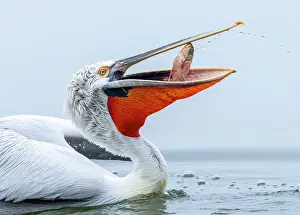 Lake Kerkini Prints: Dalmatian Pelican (Pelecanus crispus) with a fish in its bill
