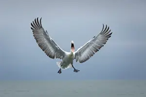 Pelican Prints: Dalmatian Pelican (Pelecanus crispus) in flight, Lake Kerkini, Greece