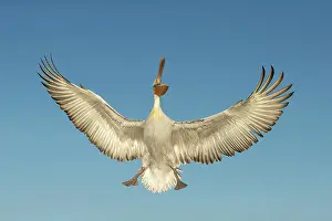 Lake Kerkini Prints: Dalmatian Pelican (Pelecanus crispus) in flight, Lake Kerkini, Greece