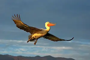 Lake Kerkini Prints: Dalmatian Pelican (Pelecanus crispus) in flight, Lake Kerkini, Greece
