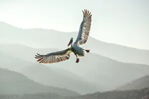 Lake Kerkini Prints: Dalmatian Pelican (Pelecanus crispus) in flight, Lake Kerkini, Greece