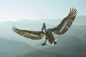 Breeding Plumage Prints: Dalmatian Pelican (Pelecanus crispus) in flight over Lake Kerkini, Greece, January 2020