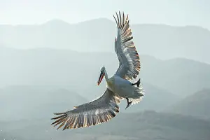 Breeding Plumage Prints: Dalmatian Pelican (Pelecanus crispus) in flight over Lake Kerkini, Greece, January 2020