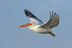 Pelican Prints: Dalmatian Pelican (Pelecanus crispus) in flight over Lake Kerkini, Greece