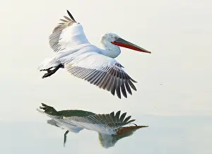 Flight Prints: Dalmatian Pelican (Pelecanus crispus) in flight over Lake Kerkini, Northern Greece