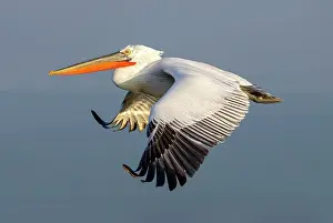 Flight Prints: Dalmatian Pelican (Pelecanus crispus) in flight over Lake Kerkini, Northern Greece