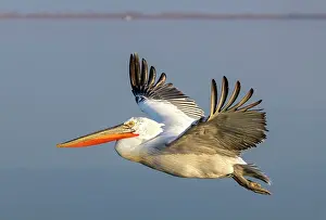 Flight Prints: Dalmatian Pelican (Pelecanus crispus) in flight over Lake Kerkini, Northern Greece