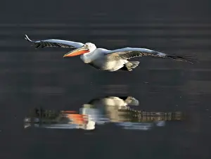 Flight Prints: Dalmatian Pelican (Pelecanus crispus) in flight over Lake Kerkini, Northern Greece