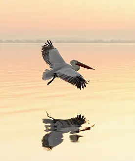 Flight Prints: Dalmatian Pelican (Pelecanus crispus) in flight over Lake Kerkini