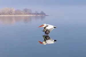 Flight Prints: Dalmatian Pelican (Pelecanus crispus) in flight over Lake Kerkini, Northern Greece
