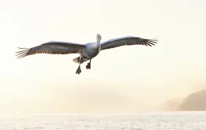 Flight Prints: Dalmatian Pelican (Pelecanus crispus) in flight over Lake Kerkini, Northern Greece