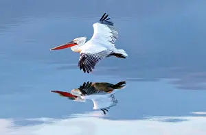 Flight Prints: Dalmatian Pelican (Pelecanus crispus) in flight over Lake Kerkini