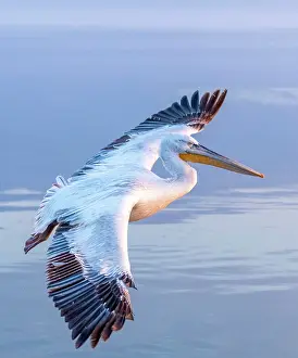 Flight Prints: Dalmatian Pelican (Pelecanus crispus) in flight over Lake Kerkini, Northern Greece