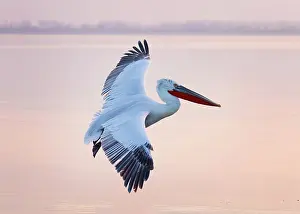 Flight Prints: Dalmatian Pelican (Pelecanus crispus) in flight over Lake Kerkini