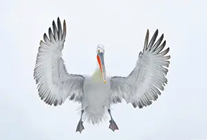 Flight Prints: Dalmatian Pelican (Pelecanus crispus) in flight over Lake Kerkini, Northern Greece