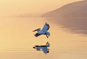 Flight Prints: Dalmatian Pelican (Pelecanus crispus) in flight over Lake Kerkini at sunrise