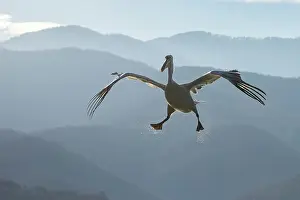 In Flight Prints: Dalmatian Pelican (Pelecanus crispus) in flight against mountain backdrop