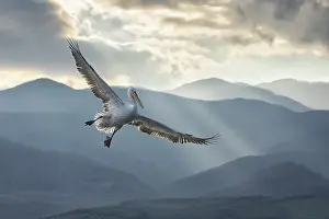 In Flight Prints: Dalmatian Pelican (Pelecanus crispus) in flight against mountain backdrop