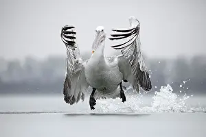 Climate Prints: Dalmatian Pelican (Pelecanus crispus) flying over ice on frozen Lake Kerkini