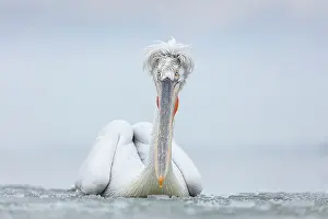 Climate Prints: Dalmatian Pelican (Pelecanus crispus) on frozen Lake Kerkini, Greece, February 2017