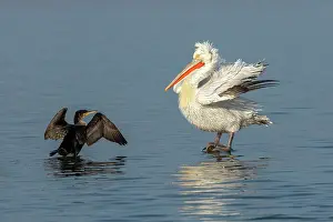 Drying Prints: Dalmatian Pelican (Pelecanus crispus) and Great Cormorant (Phalacrocorax carbo)