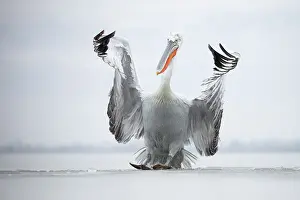 Climate Prints: Dalmatian Pelican (Pelecanus crispus) landing on ice on frozen Lake Kerkini