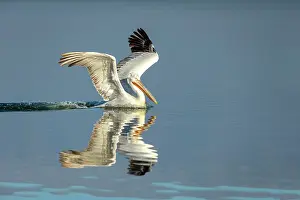 Lake Kerkini Prints: Dalmatian Pelican (Pelecanus crispus) landing on Lake Kerkini, Greece, January 2020
