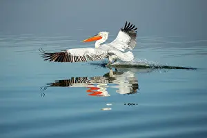Lake Kerkini Prints: Dalmatian Pelican (Pelecanus crispus) landing on Lake Kerkini, Greece, January 2020