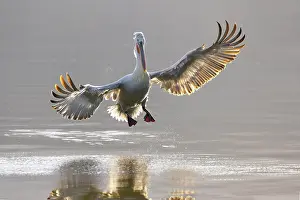 Lake Kerkini Prints: Dalmatian Pelican (Pelecanus crispus) landing on Lake Kerkini, Greece