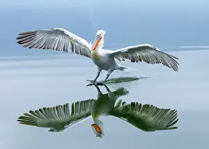 Lake Kerkini Prints: Dalmatian Pelican (Pelecanus crispus) landing on Lake Kerkini