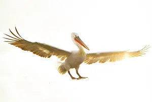 Lake Kerkini Prints: Dalmatian Pelican (Pelecanus crispus) landing on Lake Kerkini, Northern Greece