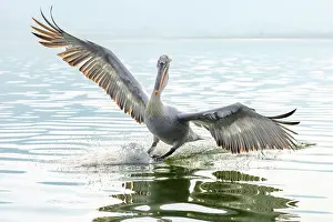 Lake Kerkini Prints: Dalmatian Pelican (Pelecanus crispus) landing on Lake Kerkini, Northern Greece