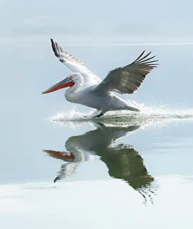 Lake Kerkini Prints: Dalmatian Pelican (Pelecanus crispus) landing on Lake Kerkini, Northern Greece