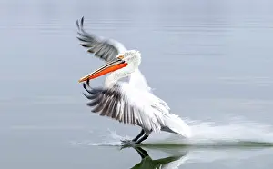 Lake Kerkini Prints: Dalmatian Pelican (Pelecanus crispus) landing on Lake Kerkini, Northern Greece