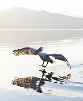 Lake Kerkini Prints: Dalmatian Pelican (Pelecanus crispus) landing on Lake Kerkini, Northern Greece