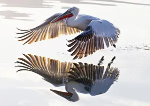 Lake Kerkini Prints: Dalmatian Pelican (Pelecanus crispus) landing on Lake Kerkini, Northern Greece