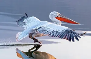 Lake Kerkini Prints: Dalmatian Pelican (Pelecanus crispus) landing on Lake Kerkini, Northern Greece
