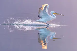 Lake Kerkini Prints: Dalmatian Pelican (Pelecanus crispus) landing on Lake Kerkini, Northern Greece
