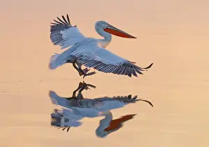 Lake Kerkini Prints: Dalmatian Pelican (Pelecanus crispus) landing on Lake Kerkini, at sunrise, Northern Greece